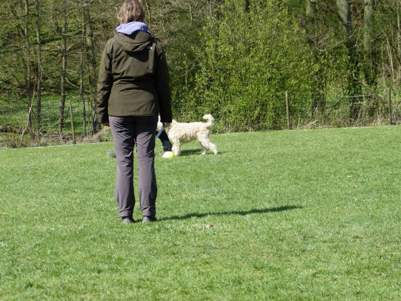 Obedience Prüfung 2015