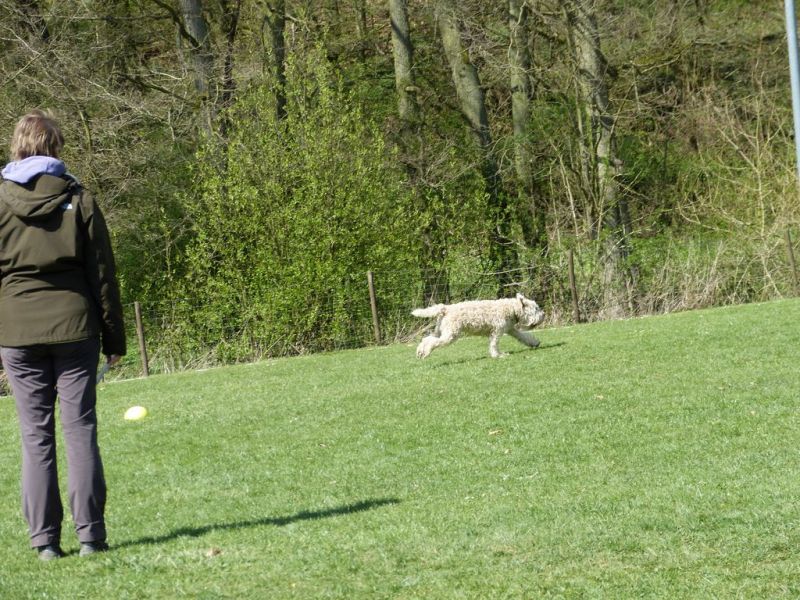 Obedience Prüfung 2015