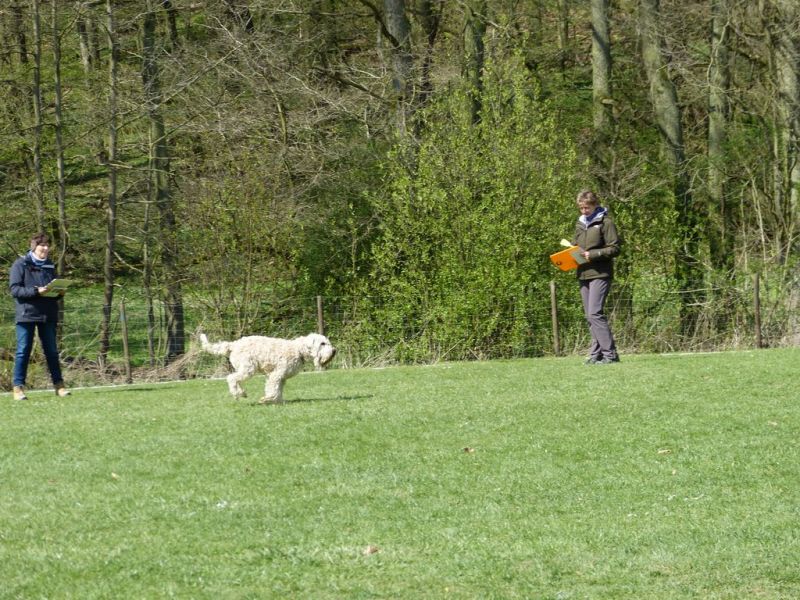 Obedience Prüfung 2015
