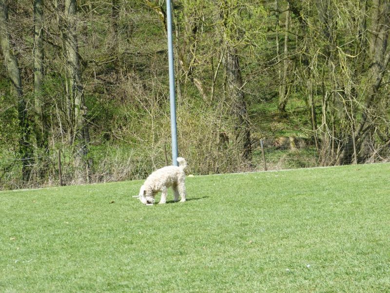 Obedience Prüfung 2015