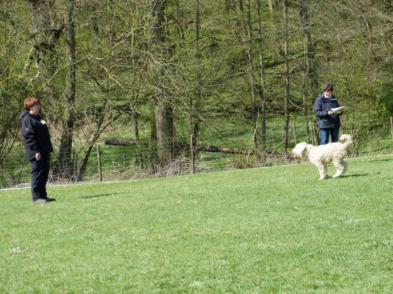 Obedience Prüfung 2015