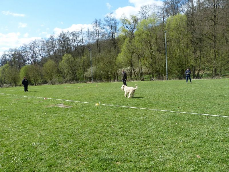 Obedience Prüfung 2015