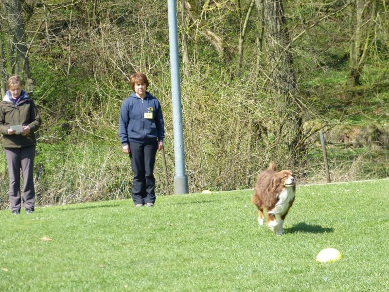 Obedience Prüfung 2015