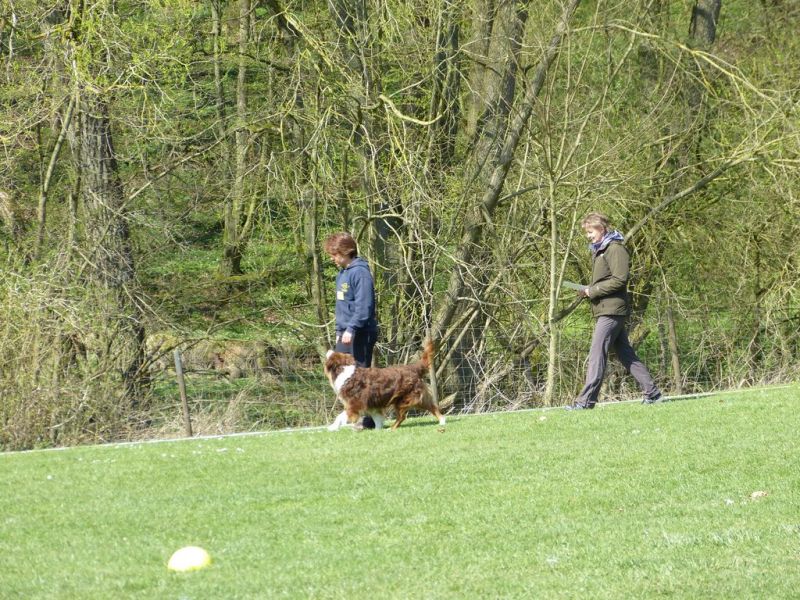 Obedience Prüfung 2015