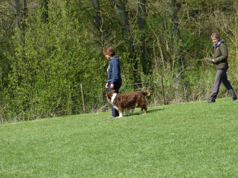 Obedience Prüfung 2015