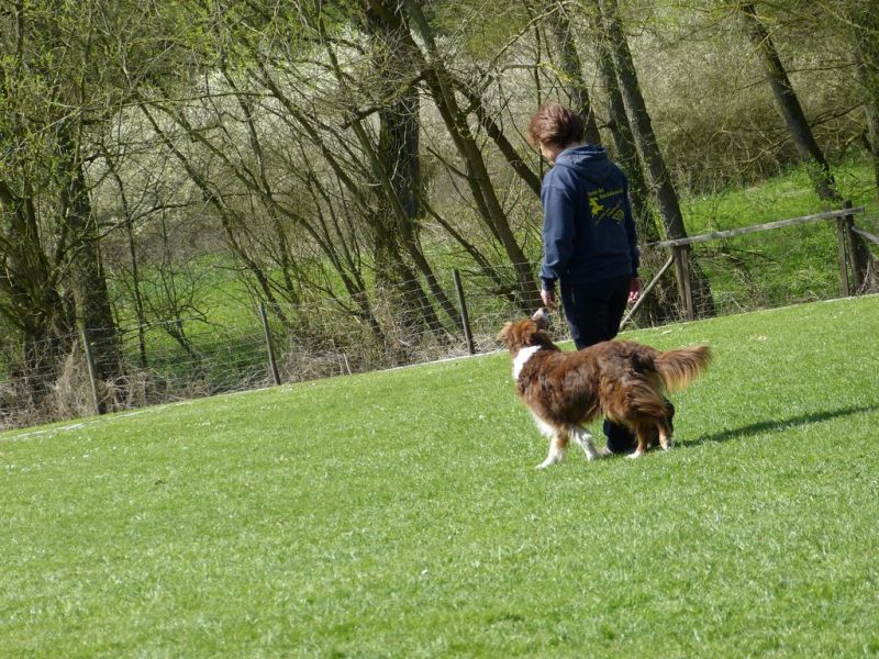 Obedience Prüfung 2015
