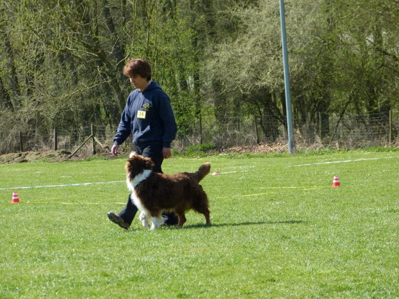 Obedience Prüfung 2015