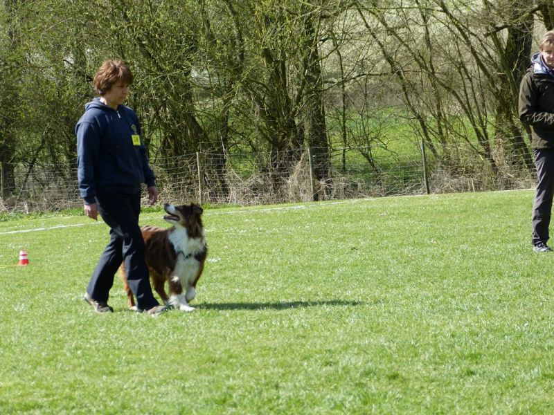 Obedience Prüfung 2015