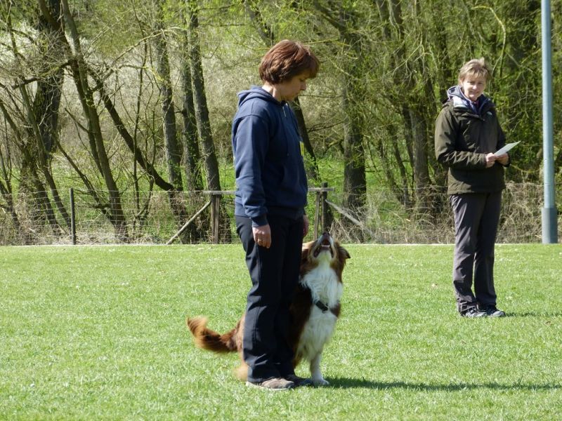 Obedience Prüfung 2015