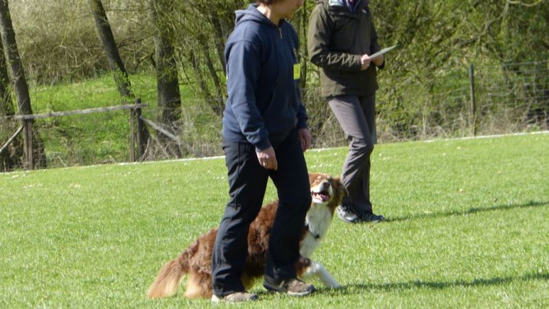 Obedience Prüfung 2015