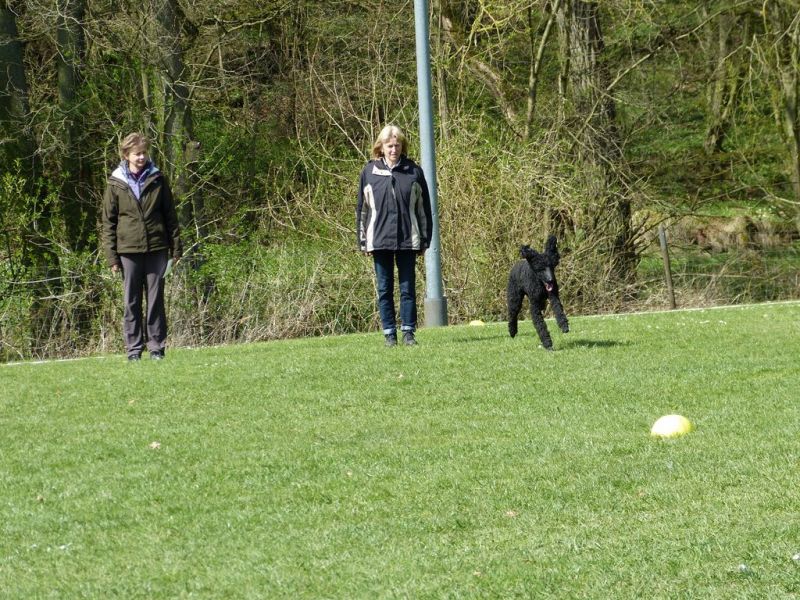 Obedience Prüfung 2015