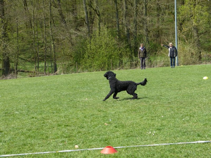 Obedience Prüfung 2015