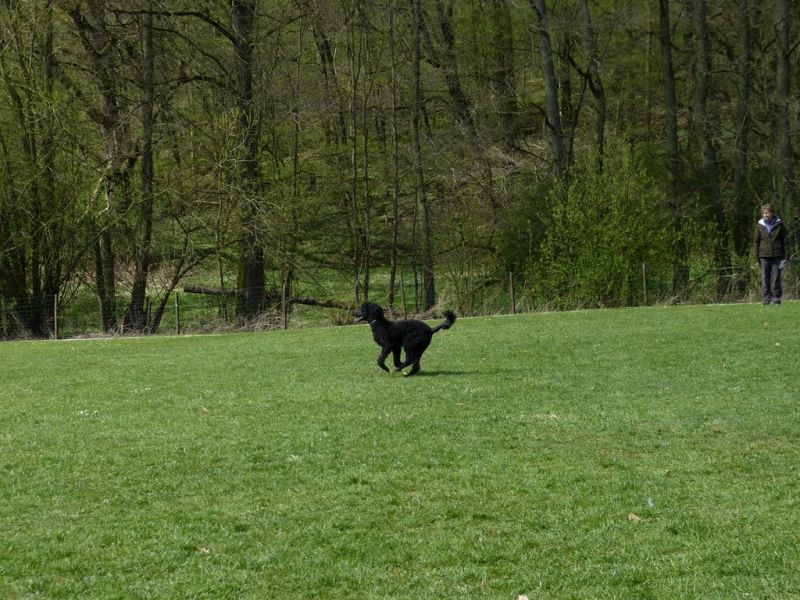 Obedience Prüfung 2015
