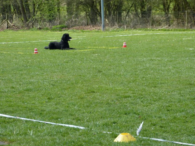 Obedience Prüfung 2015