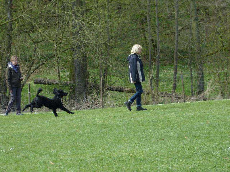 Obedience Prüfung 2015