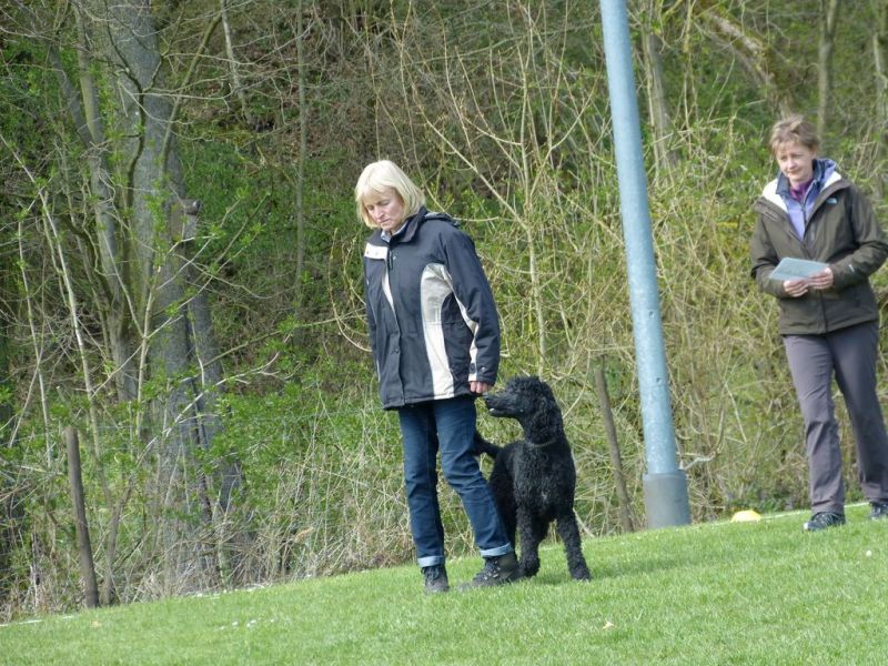 Obedience Prüfung 2015