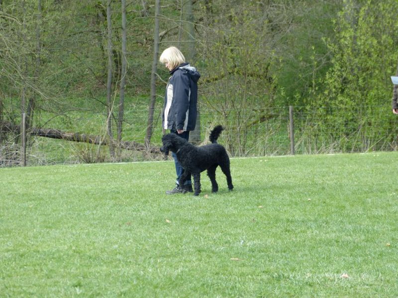 Obedience Prüfung 2015