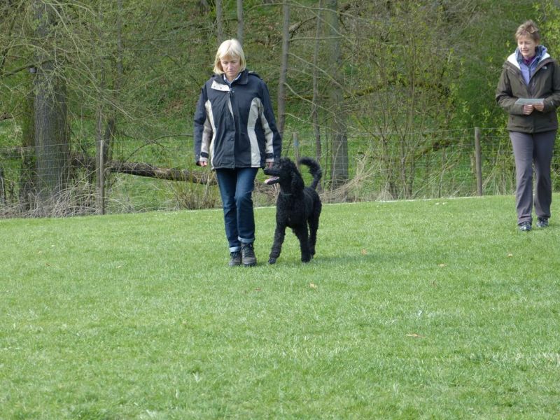 Obedience Prüfung 2015