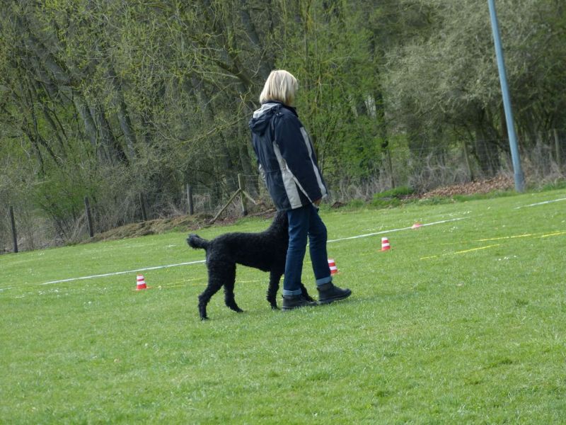 Obedience Prüfung 2015