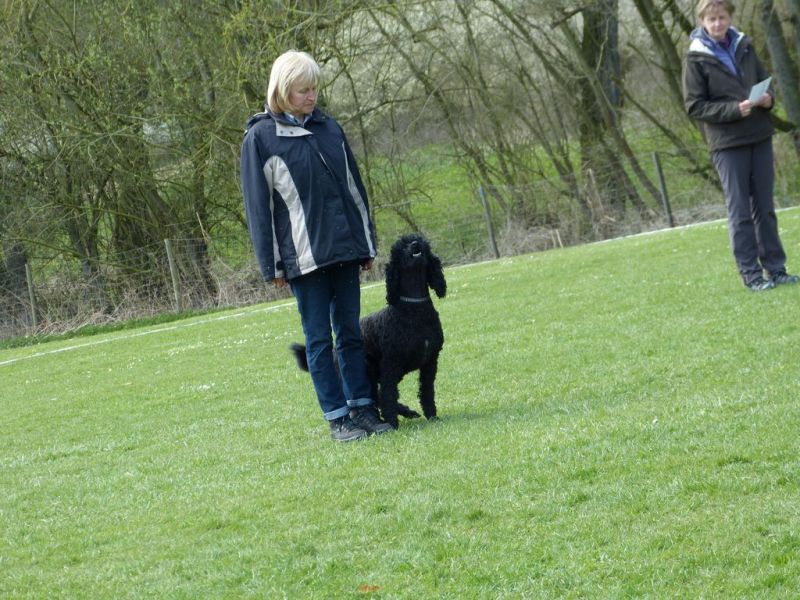 Obedience Prüfung 2015