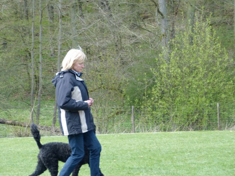 Obedience Prüfung 2015