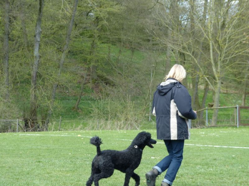 Obedience Prüfung 2015