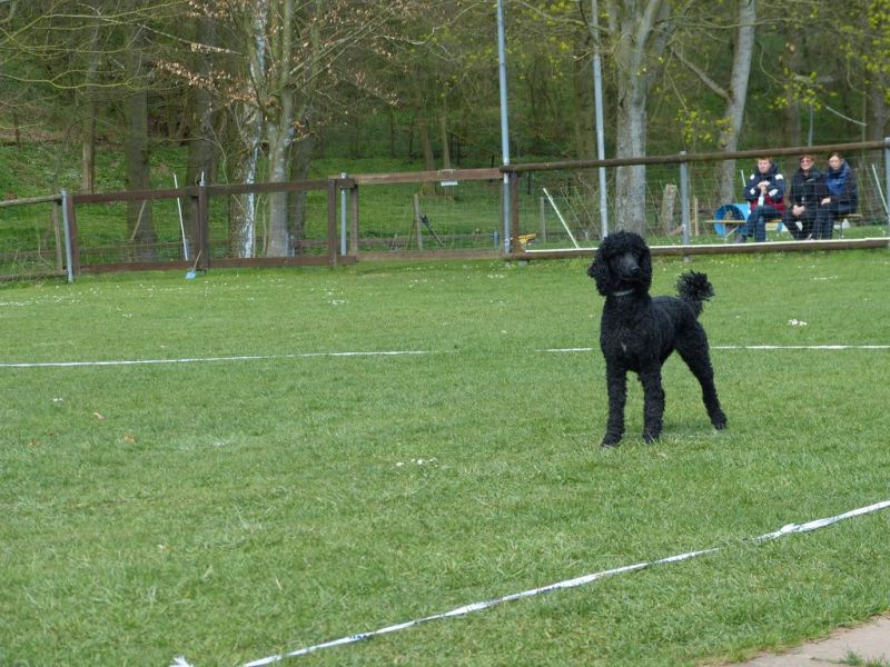Obedience Prüfung 2015