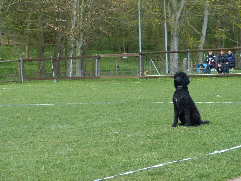 Obedience Prüfung 2015
