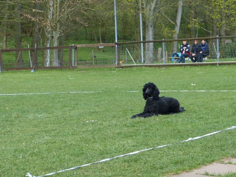 Obedience Prüfung 2015
