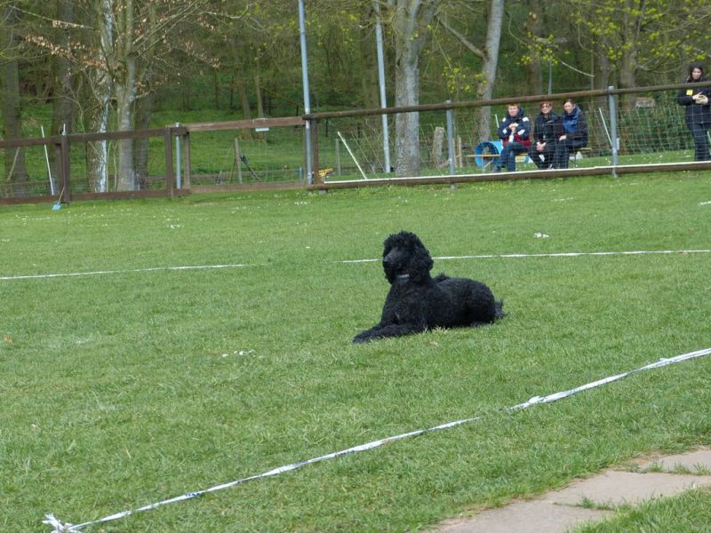 Obedience Prüfung 2015