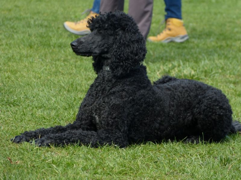 Obedience Prüfung 2015