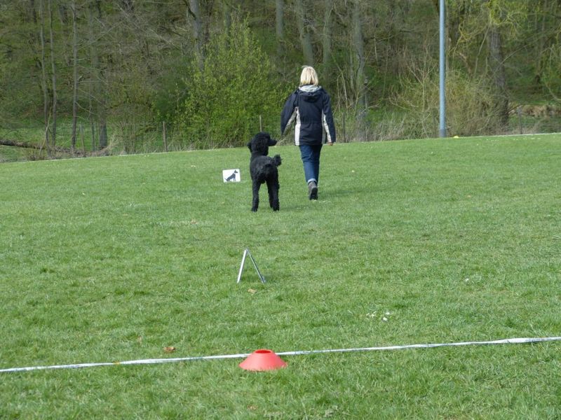 Obedience Prüfung 2015