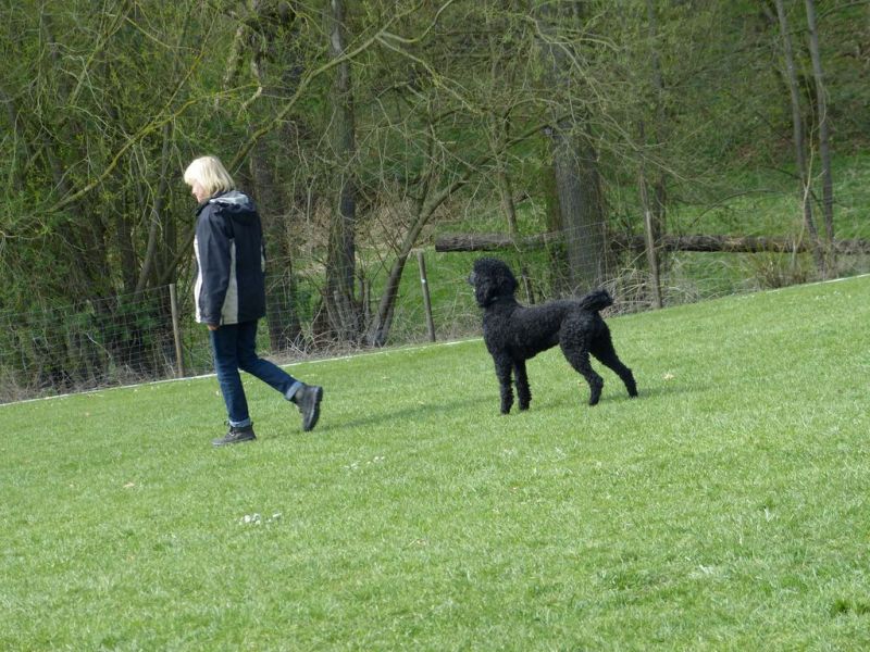 Obedience Prüfung 2015