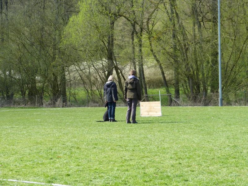 Obedience Prüfung 2015