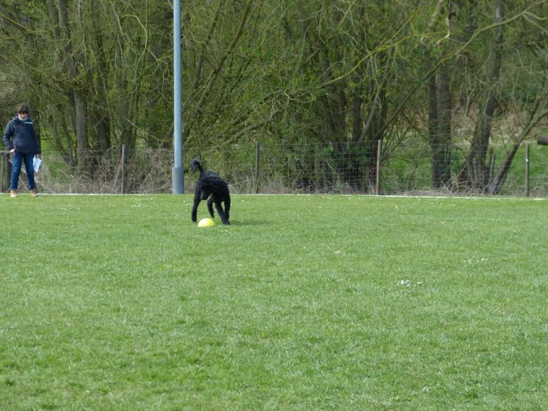 Obedience Prüfung 2015