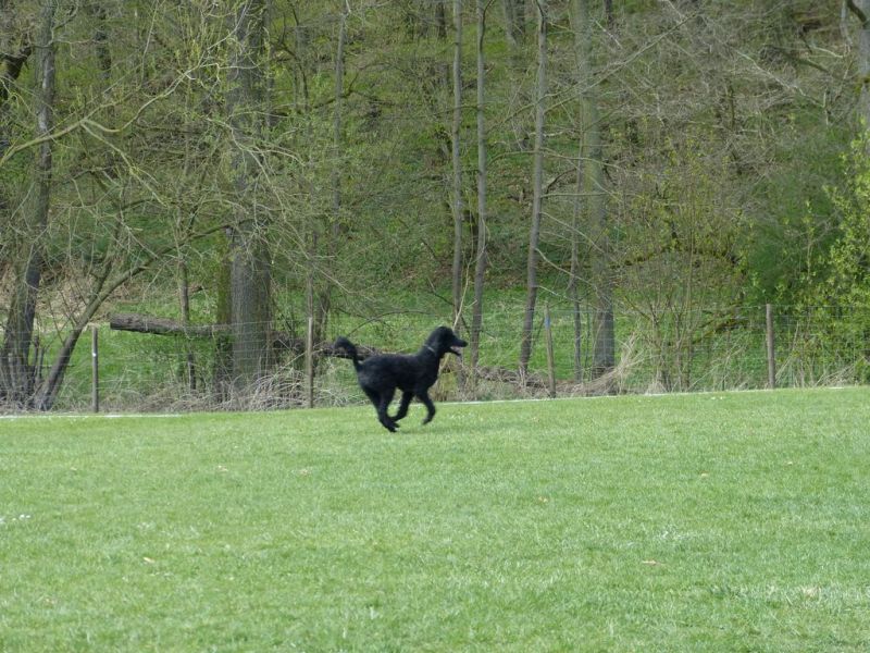 Obedience Prüfung 2015