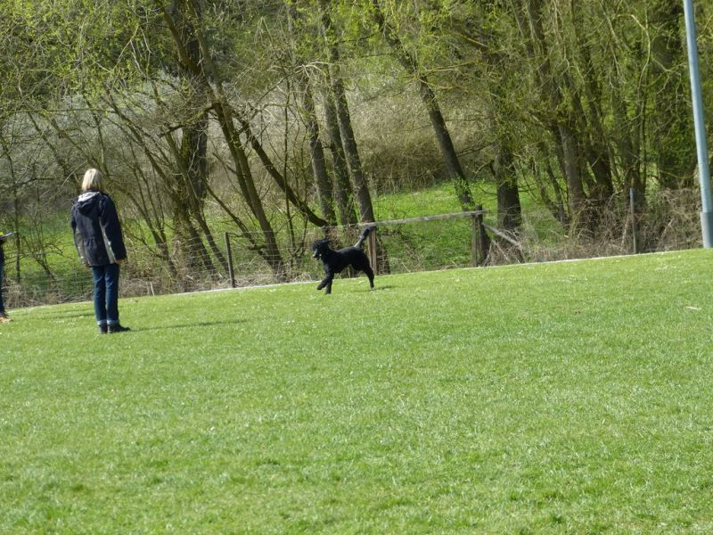 Obedience Prüfung 2015