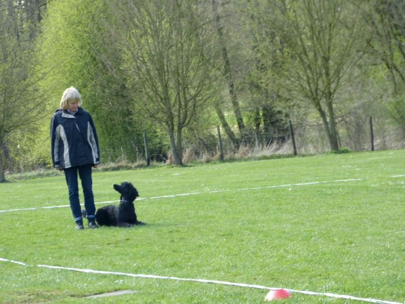 Obedience Prüfung 2015