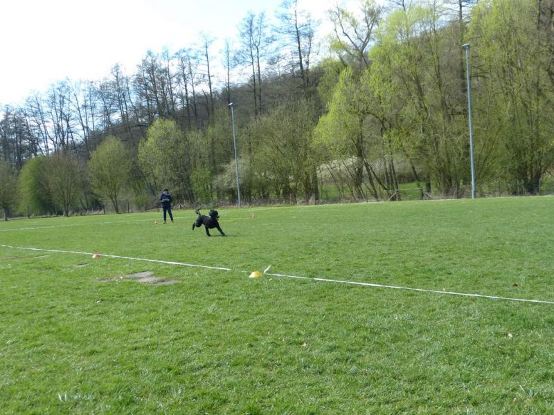 Obedience Prüfung 2015