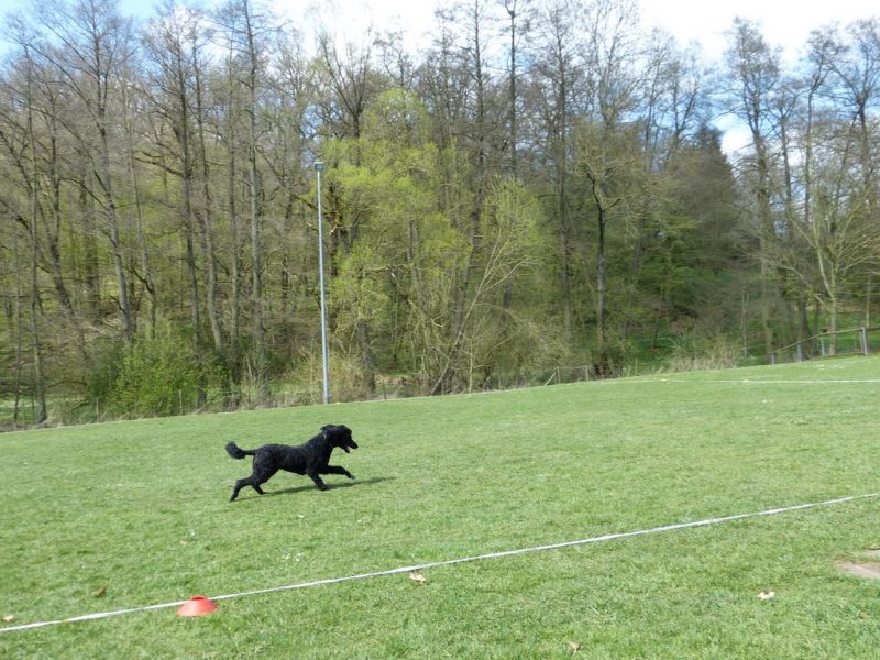 Obedience Prüfung 2015