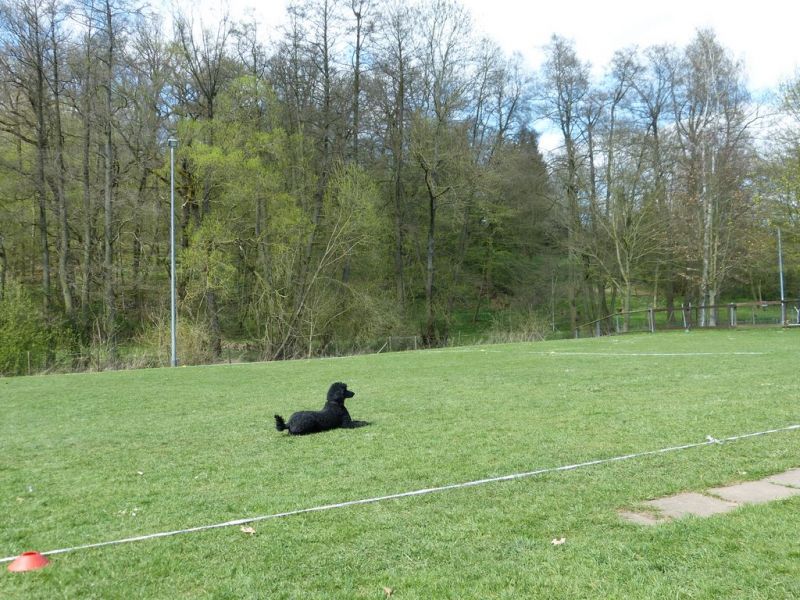 Obedience Prüfung 2015