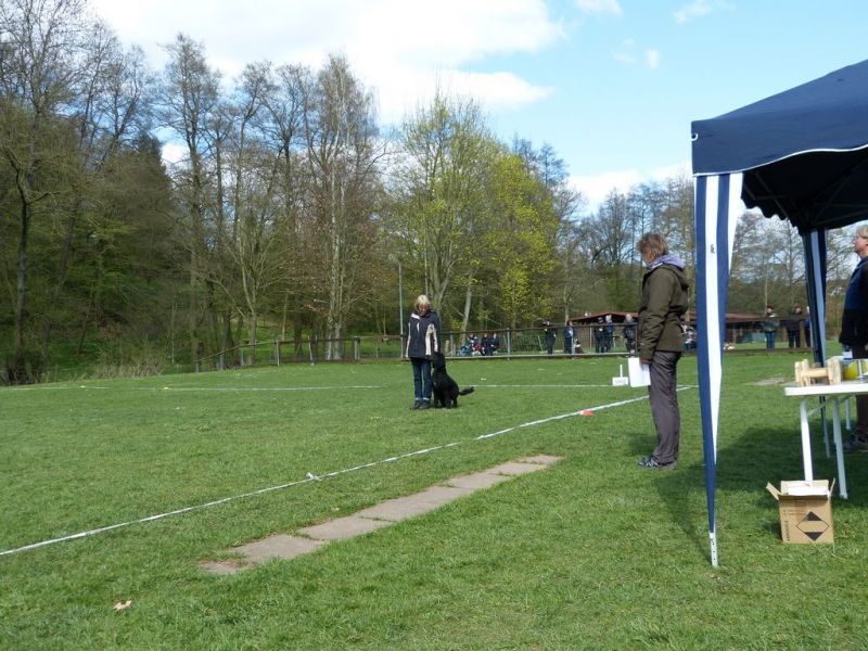 Obedience Prüfung 2015