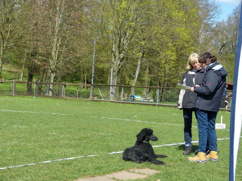Obedience Prüfung 2015