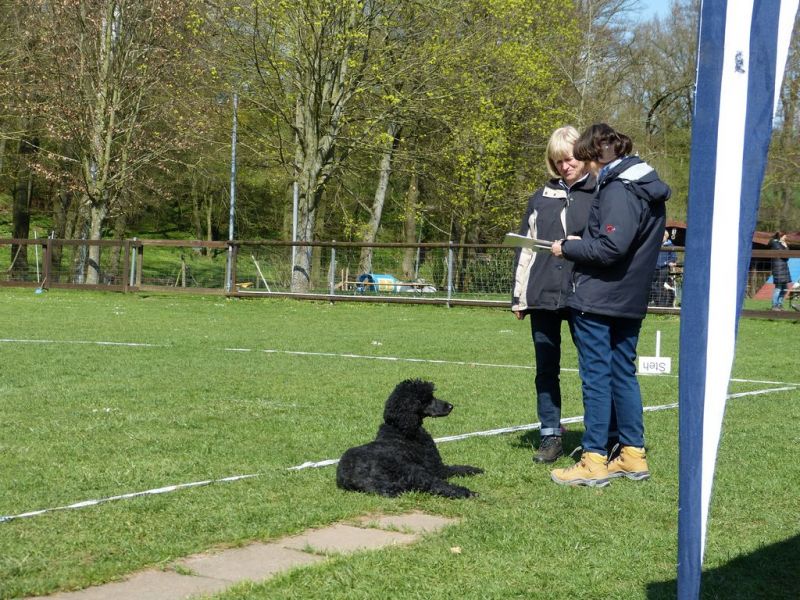 Obedience Prüfung 2015