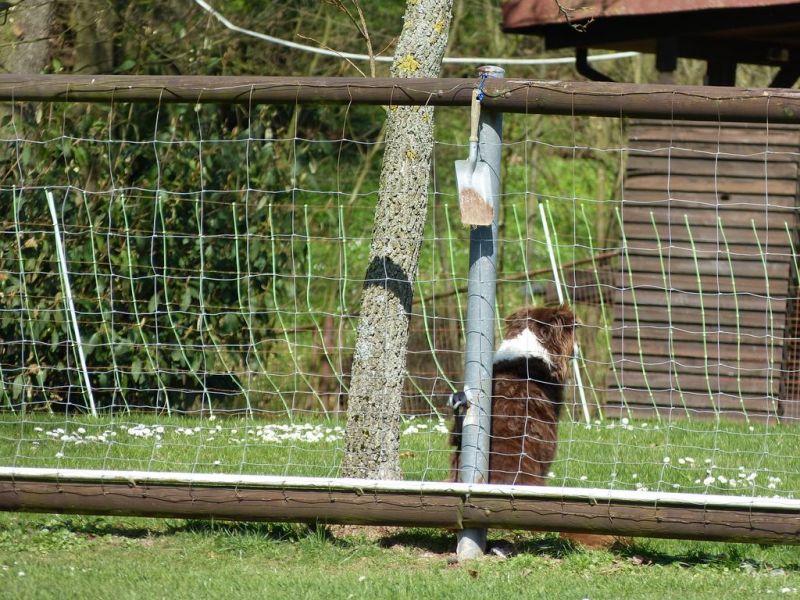 Obedience Prüfung 2015