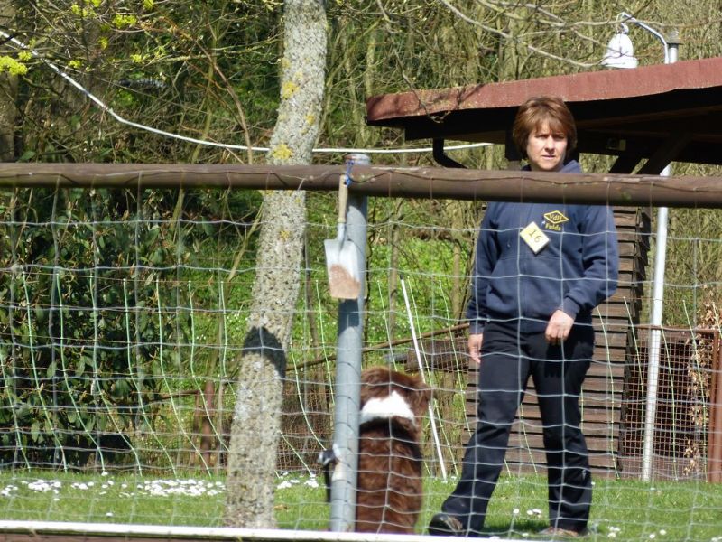 Obedience Prüfung 2015
