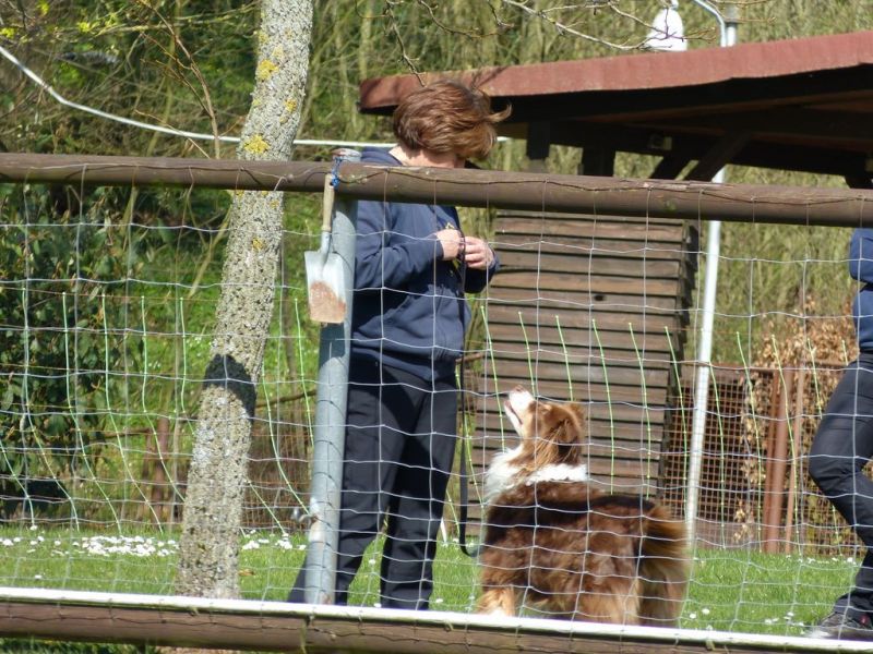 Obedience Prüfung 2015
