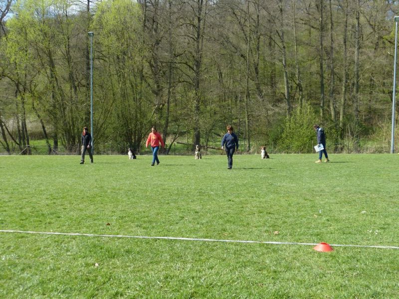 Obedience Prüfung 2015