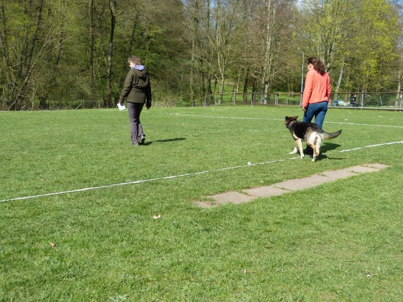 Obedience Prüfung 2015