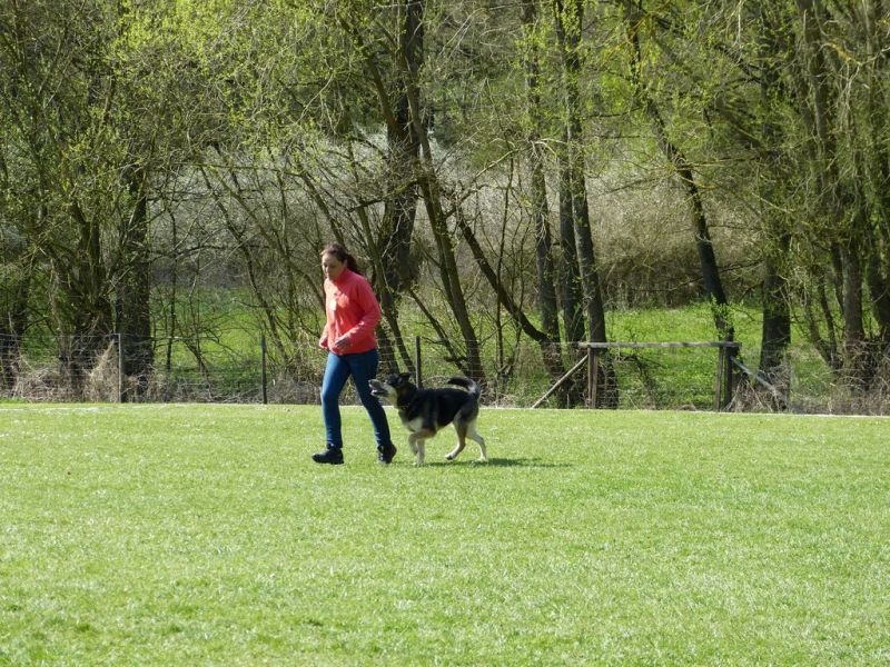 Obedience Prüfung 2015
